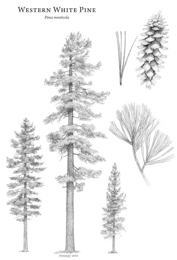 Pine, Western White Pinus monticola