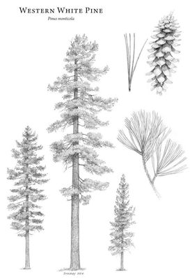 Pine, Western White Pinus monticola