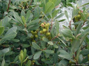 Sweetgale Myrica gale