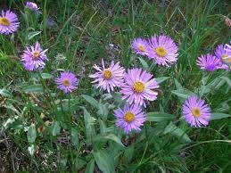 Aster, leafy-bracted Symphyotrichum foliaceus