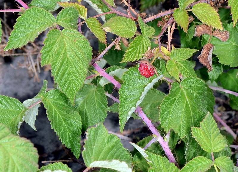 Raspberry, Red Rubus idaeus