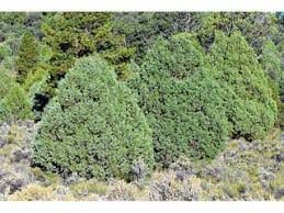 Juniper, Rocky Mt Juniperus scopulorum