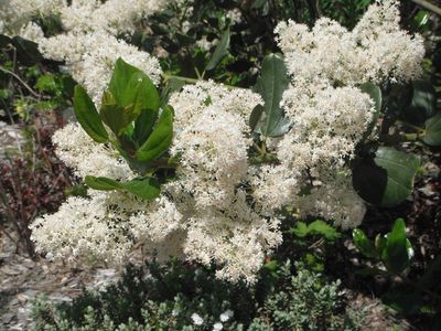 Snowbrush, Ceanothus velutinus
