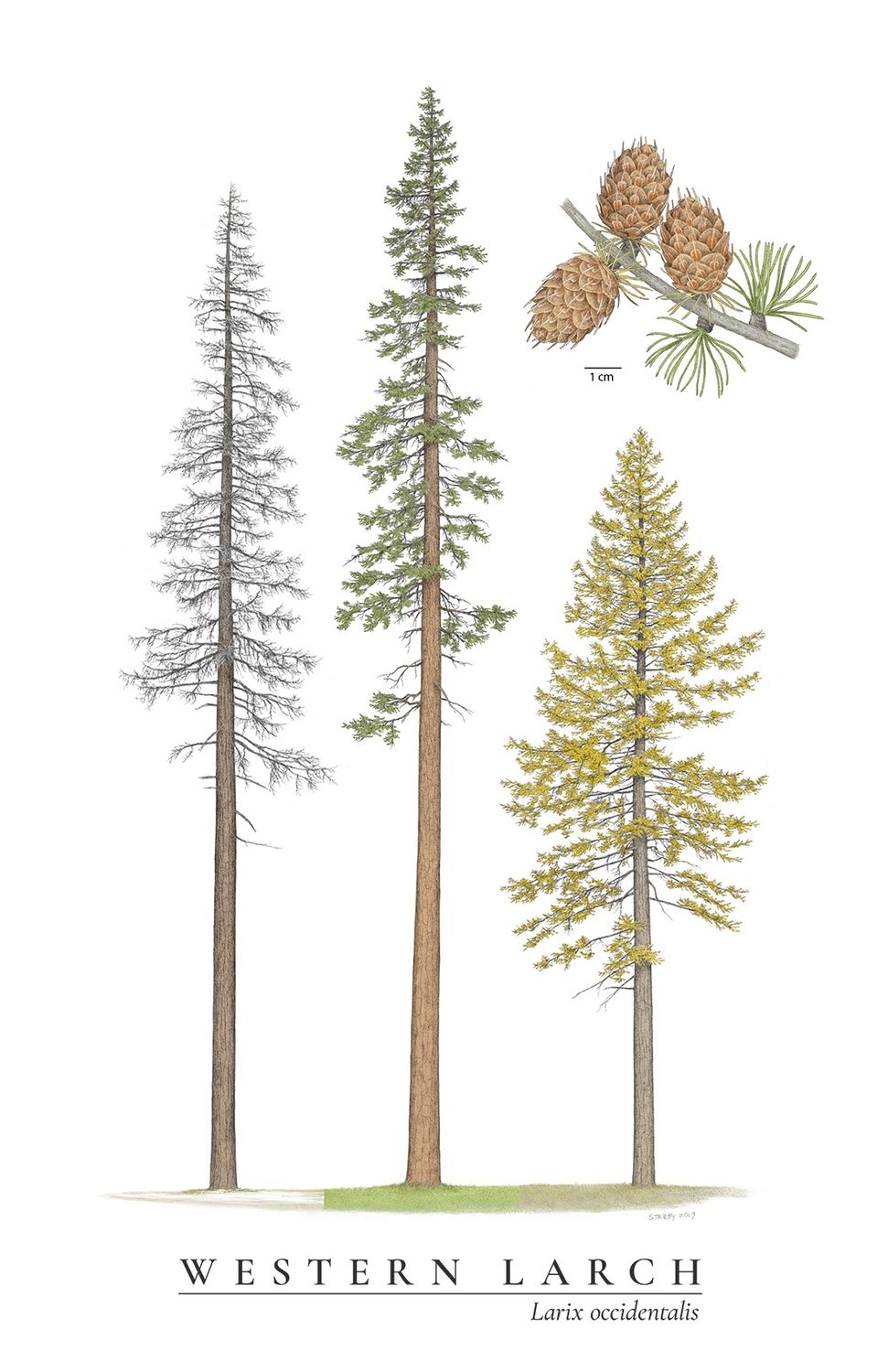 Larch, Western Larix occidentalis