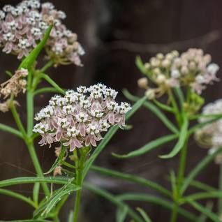 Milkweed, Narrow-leaf Asclepias fascicularis