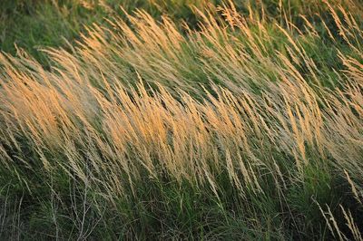 Pinegrass Calamagrostis rubescens