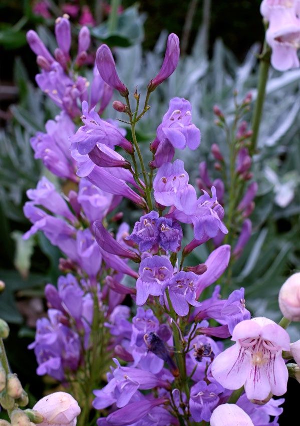Penstemon, Blue Mt  Penstemon venustus