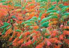 Sumac, Smooth Rhus Glabra