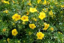 Cinquefoil, Shrubby Potentilla Dasiphora fruticosa