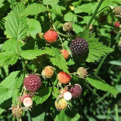 Raspberry, Blackcap Rubus leucodermis