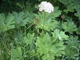 Coltsfoot,Western Petasites frigidus