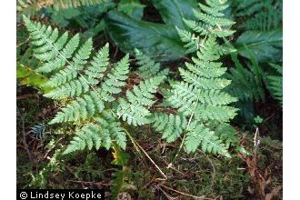 Fern, Spreading Wood Dryopteris expansa