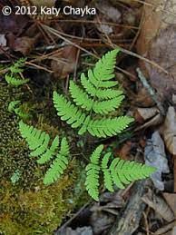 Fern, Northern Oak Gymnocarpium dryopteris
