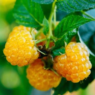 Raspberry, Golden Rubus ellipticus