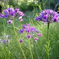 Onion, Hookers Allium acuminatum