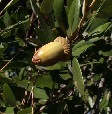 Oak, Canyon Live Quercus chrysolepis