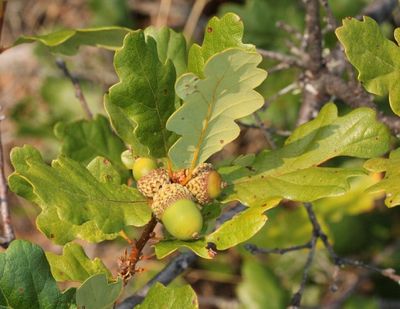 Oak, CA White Quercus garryana