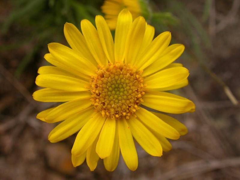 Fleabane,  desert yellow daisy Erigeron linearis