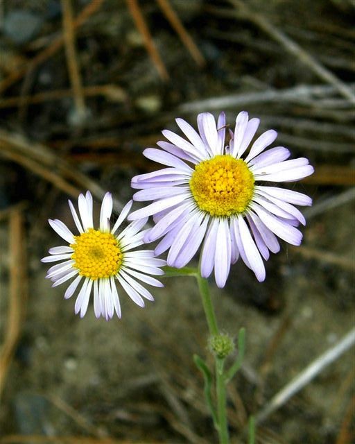 Fleabane, Peck&#39;s threadlean Erigeron filifolius