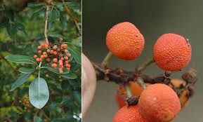 Madrone, Pacific Arbutus menziesii