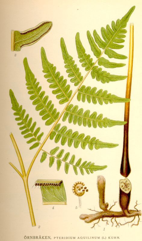 Fern, Bracken Pteridium aquilinum