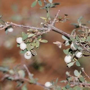 Snowberry, Creeping Symphoricarpos mollis