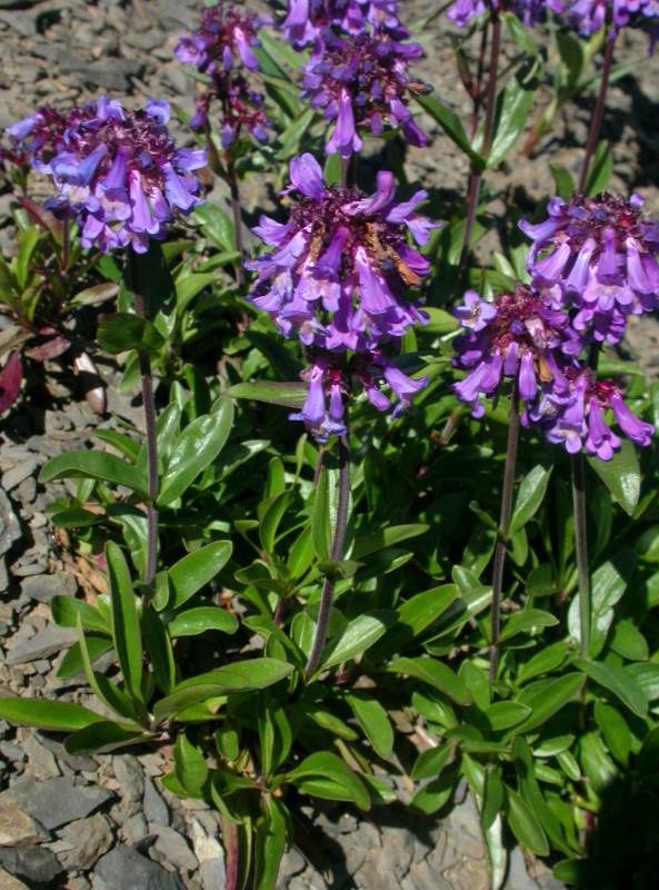Penstemon, Small-flowered Penstemon procerus