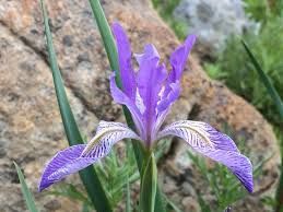 Iris, W.Blue Flag Iris missouriensis