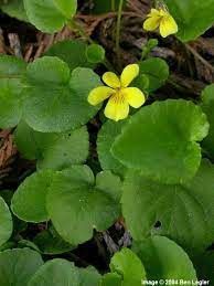 Violet, Evergreen Yellow Viola sempervirens