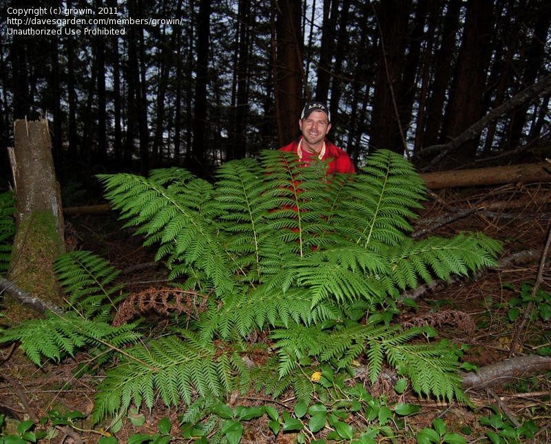 Fern, Giant Chain Woodwardia fimbriata
