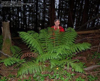 Fern, Giant Chain Woodwardia fimbriata