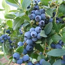Blueberry, &#39;Bluecrop&#39; Vaccinium Corymbosum