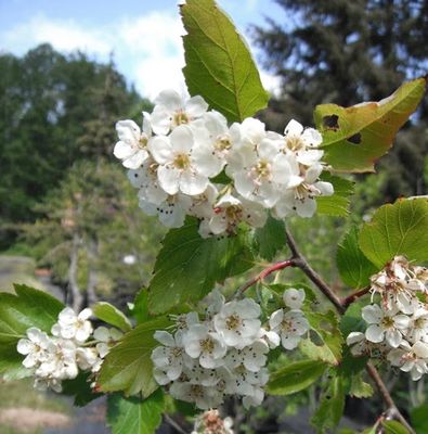 Hawthorn, Black Crataegus suksdorfii