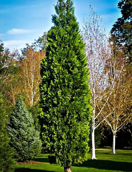 Cedar, Incense Calocedrus decurrens