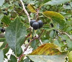 Hawthorn, Douglas’s Crataegus douglasii