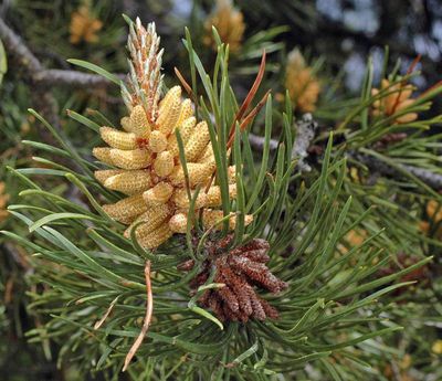 Pine, Shore  Pinus contorta var. contorta