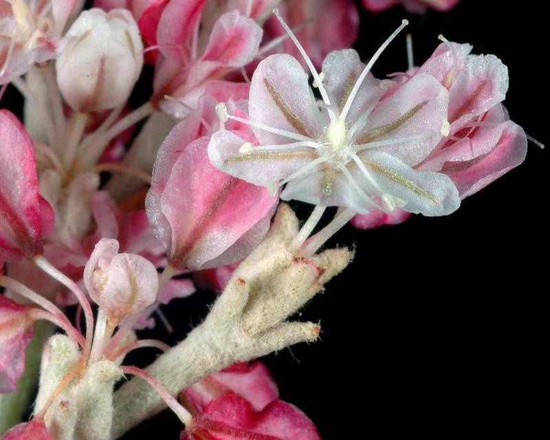 Buckwheat, Snow Eriogonum niveum