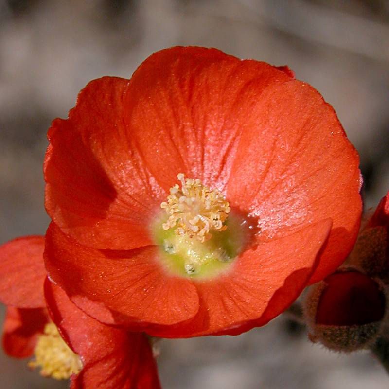 Globemallow, Munro&#39;s Sphaeralcea munroana