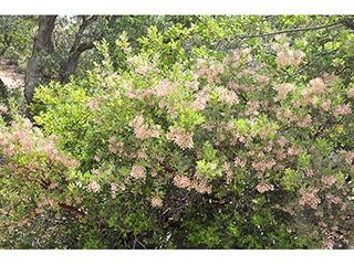 Manzanita, &#39;Pringle&#39;  Arctostaphylos