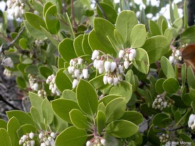 Manzanita, &#39;Point Leaf&#39; Arctostaphylos