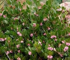 Manzanita, &#39;Panchito&#39; Arctostaphylos