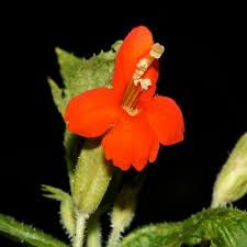 Monkey-Flower, Scarlet Erythranthe cardinalis