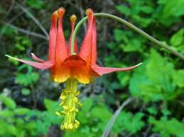 Monkey-Flower, Savory Clinopodium mimuloides