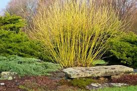 Dogwood, Yellow-twig Cornus sericea ‘Flaviramea’