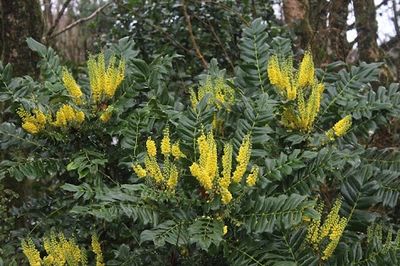 Mahonia, &#39;Arthur Menzies&#39; Mahonia × m &#39;Arthur Menzies&#39;