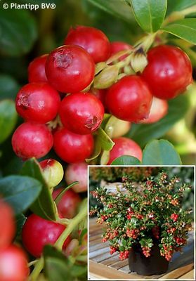 Lingonberry, Red Candy Vaccinium Vitis-idaea