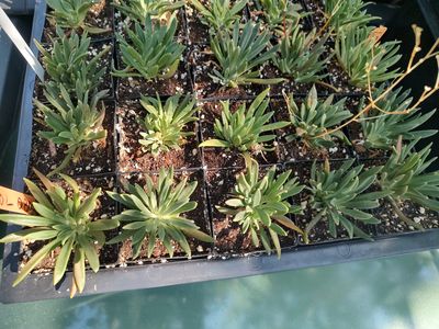 Lewisia, Columbia Lewisia columbiana