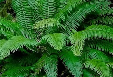 Native Plants/Ferns