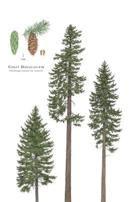 Native Plants/Trees