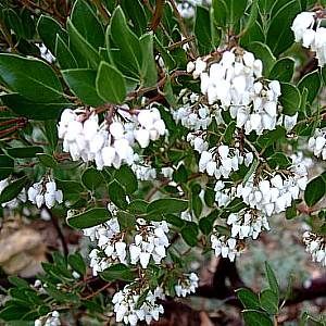 Non-Native Plants/Shrubs